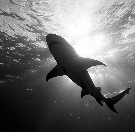 Picture shows a Caribbean reef shark at the bottom of the ocean.の写真素材