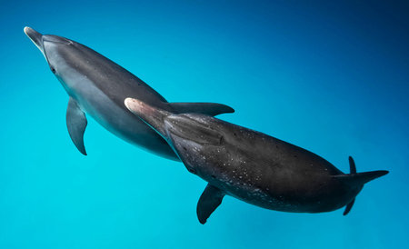 Dolphins swimming in the blue water. Underwater scene. 3d renderingの写真素材