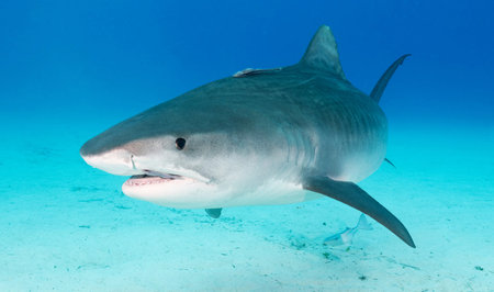 Picture shows a Bulls shark at the Bahamas, Bahamas. Shallow depth of field.の写真素材