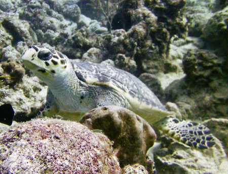 Hawaiian Green Sea Turtle (Chelonia mydas)