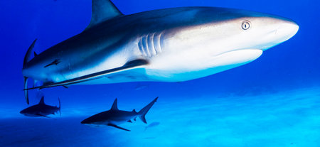Picture shows a Tiger shark at the Bahamas, Bahamas.Shallow depth of field.の写真素材