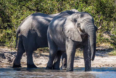 Elephants in Chobe National Park, Botswana, Africaの写真素材