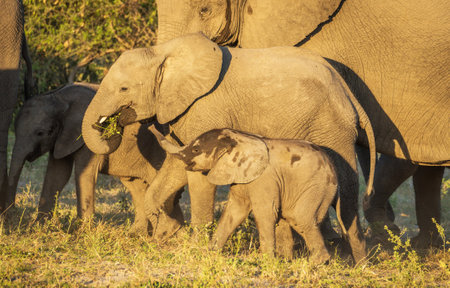 Elephant family at Chobe National Park, Botswana, Africaの写真素材