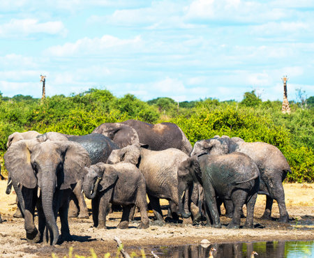 Elephants in Chobe National Park, Botswana, Africaの写真素材