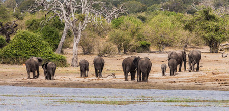 Elephants in Chobe National Park, Botswana, Africa