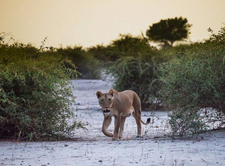 Lioness walking in the Chobe National Park, Botswana, Africaの写真素材