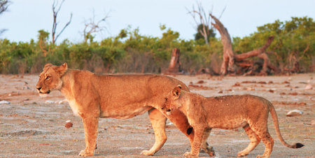 Lioness with cub in Chobe National Park, Botswana, Africa