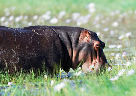 Hippopotamus (Hippopotamus amphibius) in the waterの写真素材