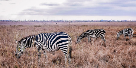 Zebras in the Okavango Delta - Moremi National Park in Botswanaの写真素材