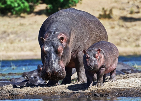 Hippopotamus (Hippopotamus amphibius) with cubs in waterの写真素材