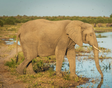 Elephant in the Chobe National Park, Botswana, Africaの写真素材
