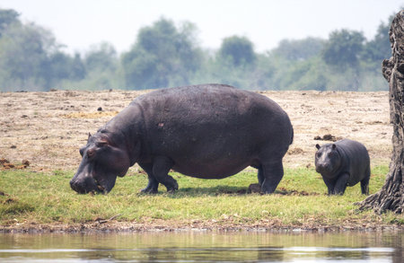 Hippopotamus in Chobe National Park, Botswana, Africaの写真素材