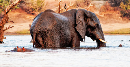 African elephant (Loxodonta africana) in Chobe National Park, Botswana, Africa