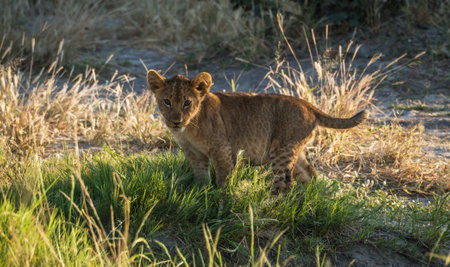 Lion cub in the Moremi Game Reserve (Okavango River Delta), National Park, Botswanaの写真素材