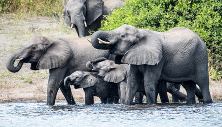 Elephants in Chobe National Park, Botswana, Africaの写真素材