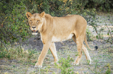Lioness in the Okavango Delta - Moremi National Park in Botswanaの写真素材