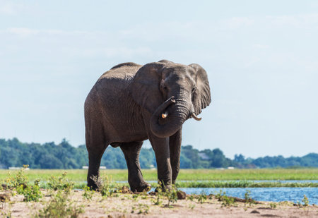 Elephant in Chobe National Park, Botswana, Africa.の写真素材