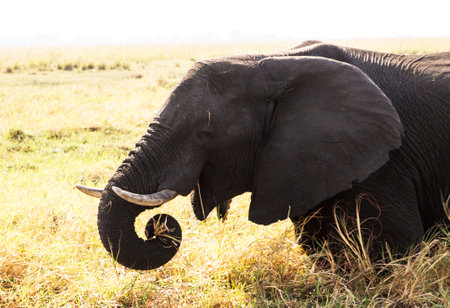 Elephant in Chobe National Park, Botswana, Africa.の写真素材