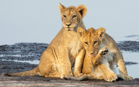 Lioness and lion cub in Serengeti National Park, Tanzaniaの写真素材