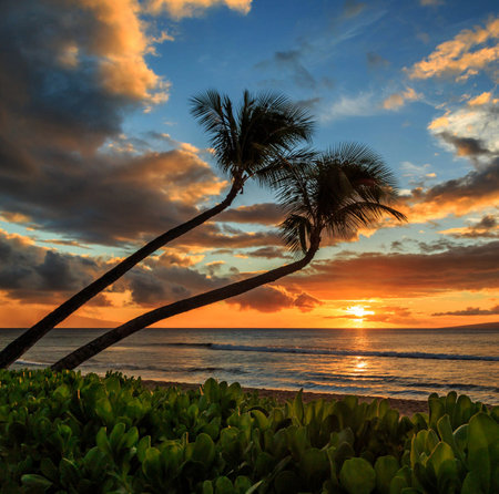 Palm trees on the beach at sunset in Hawaii, USA.の写真素材