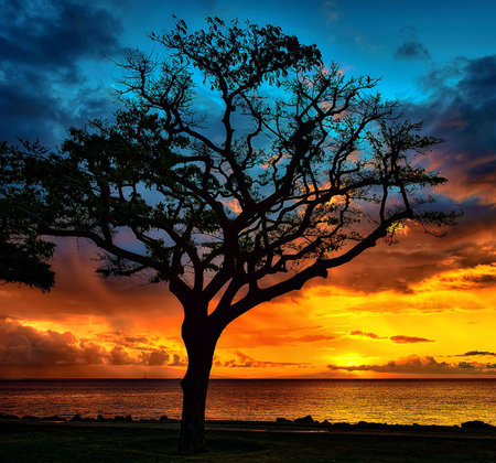 Beautiful sunset over the sea with silhouette of a tree in the foregroundの写真素材
