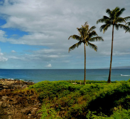 Palm trees on the seashore in Hawaii, United Statesの写真素材