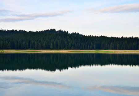 Reflection of pine forest on lake. Altai, Siberia, Russiaの写真素材
