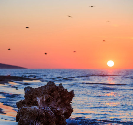 Beautiful sunset on the beach with seagulls flying in the skyの写真素材