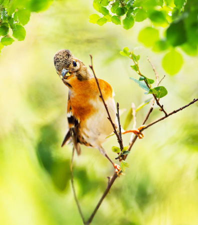 portrait of a common chaffinch on a branch in natureの写真素材