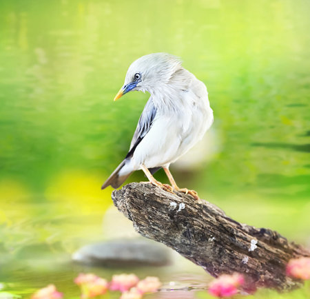 Bird on a log in a pond with a beautiful green background.の写真素材
