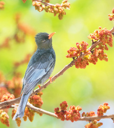 Black-headed Bulbul  Phoenicurus ridibundus  in Japanの写真素材