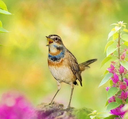 Bluethroat bird (Luscinia svecica) in natureの写真素材