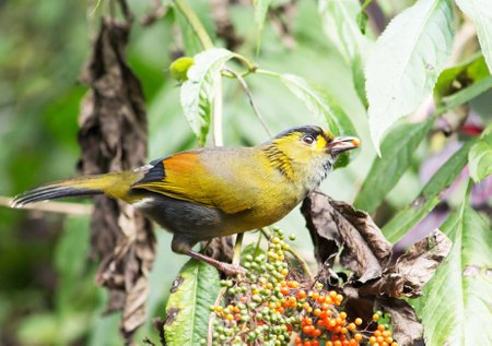 Yellow-billed Bulbul (Pycnonotus javanicus)