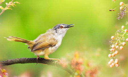 Babbler bird (Crowned Prinia) perching on a branchの写真素材