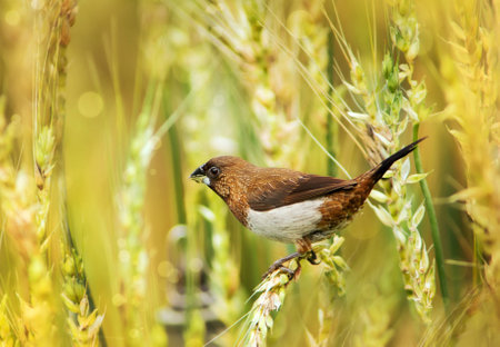 Brown bird in a wheat field, close-up of a birdの写真素材