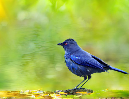 Superb Blue-naped Pitta  Pitta cyanea  in Thailandの写真素材