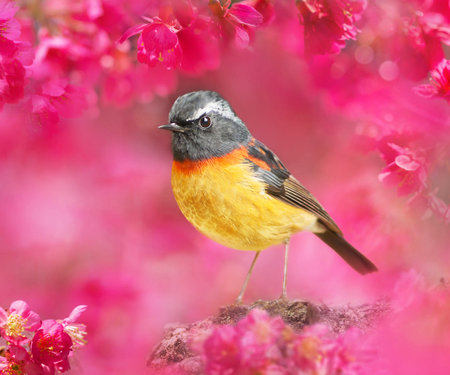 Redstart (Phoenicurus phoenicurus) on a pink sakura backgroundの写真素材
