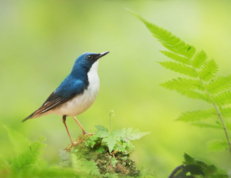 beautiful male White-browed Flycatcher (Luscinia luscinia) in natureの写真素材