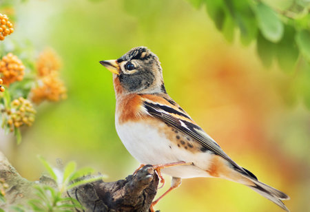 Brambling (Fringilla montifringilla) perched on a branchの写真素材