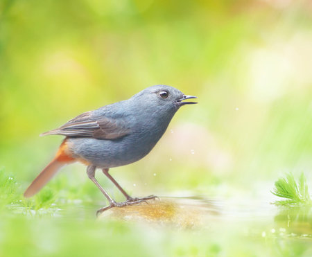 Redstart (Luscinia rubecula) on the waterの写真素材