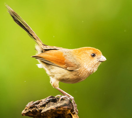 Bird (Luscinia squamosa) perching on a logの写真素材
