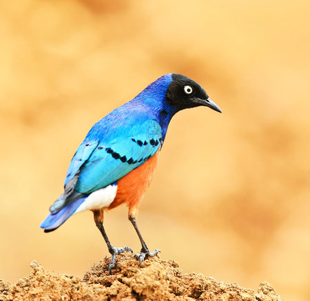 Superb Starling ( Lamprotornis superbus) standing on the rockの写真素材