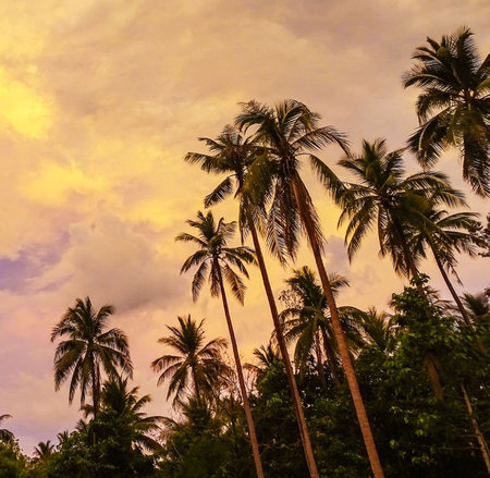 Coconut palm trees at sunset in Koh Samui, Thailandの写真素材