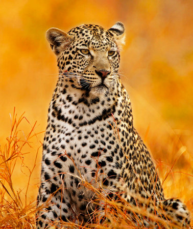 Leopard sitting in the grass in Serengeti National Park, Tanzaniaの写真素材