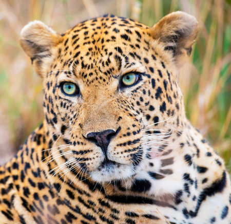 Portrait of a leopard in the Okavango Delta, Botswana.の写真素材