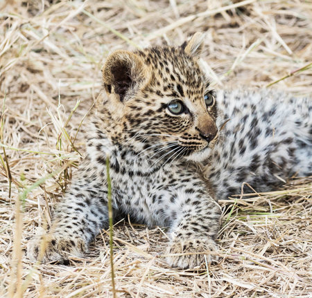 Leopard cub in the grass, Maasai Mara National Park, Kenyaの写真素材
