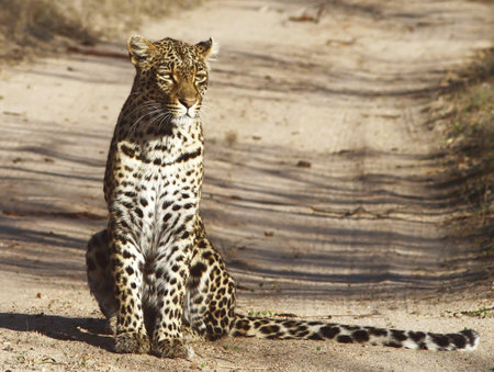 Leopard - Panthera pardus in Serengeti National Park, Tanzaniaの写真素材