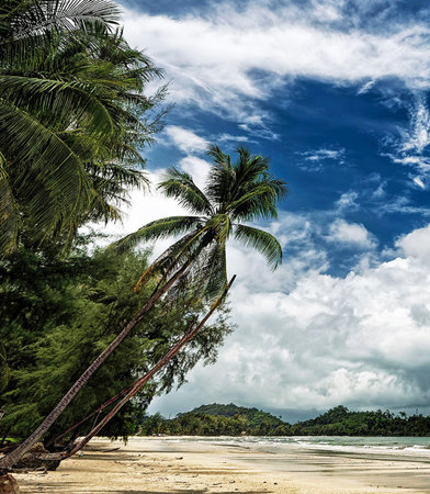 Tropical beach with coconut palm trees, Koh Samui, Thailandの写真素材