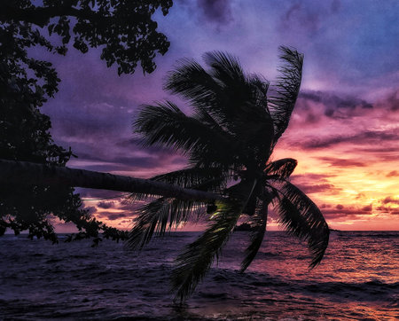 Tropical beach at sunset with palm trees silhouetted against the skyの写真素材