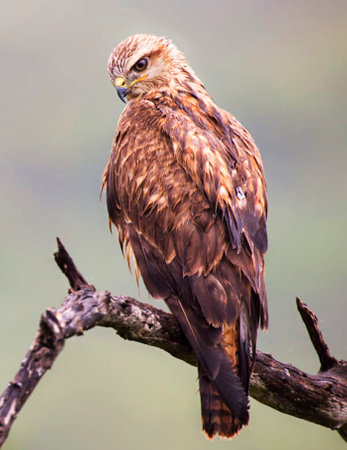 Red Kite (Milvus milvus) perched on a branchの写真素材